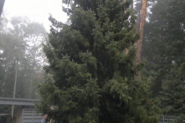 Sadzenie dużych roślin