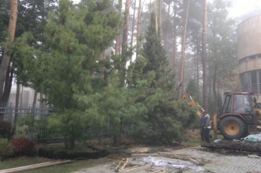Sadzenie dużych roślin