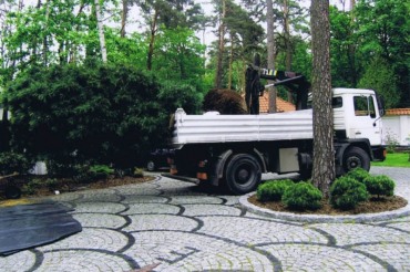 Sadzenie dużych roślin