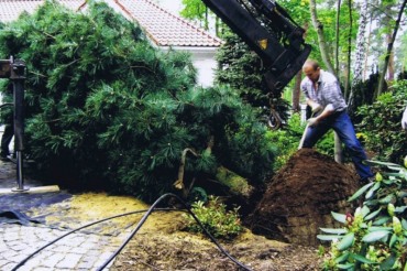 Sadzenie dużych roślin