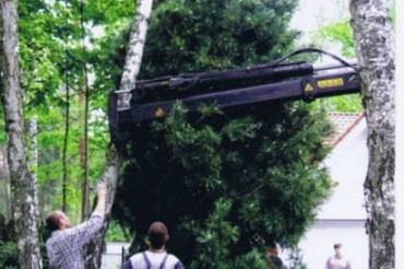Sadzenie dużych roślin